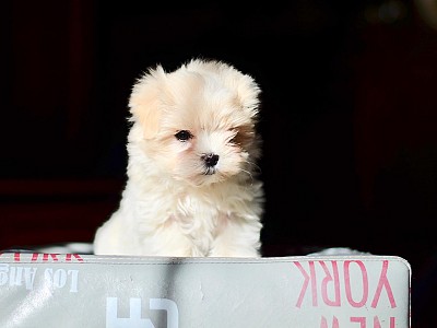 Conozca bichon01