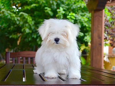 Conozca bichon02