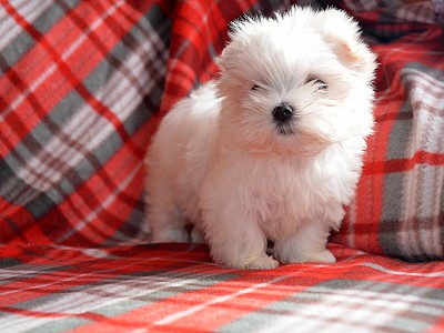 Conozca bichon03