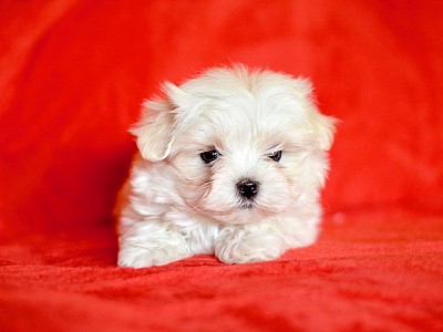 Conozca bichon04