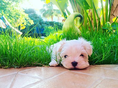 Conozca bichon06