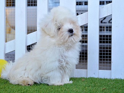 Conozca bichon07
