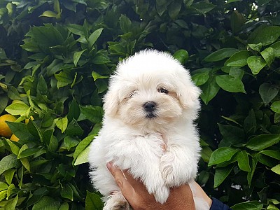 Conozca bichon08