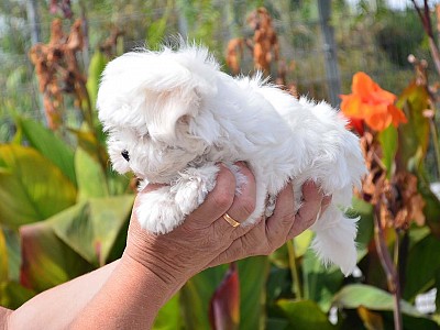 Conozca bichon09
