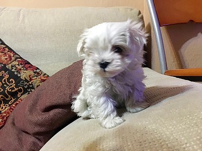 Conozca bichon11
