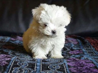 Conozca bichon12