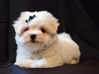 Conozca bichon13