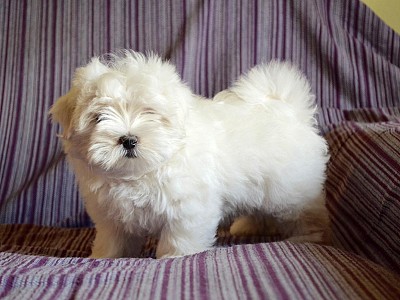Conozca bichon14