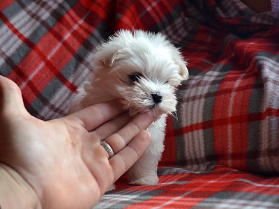 Conozca bichon15
