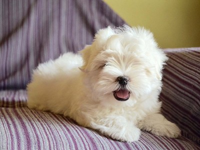Conozca bichon16