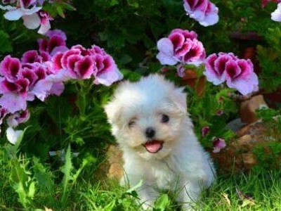 Conozca bichon18
