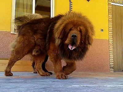 Conozca dogo01