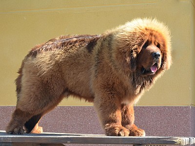 Conozca dogo04
