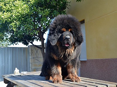 Conozca dogo05
