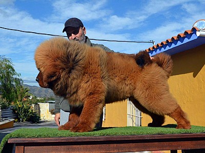 Conozca dogo06
