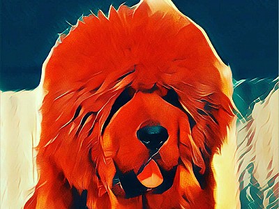 Conozca dogo07
