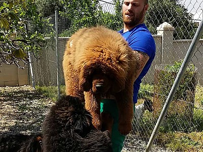 Conozca dogo10