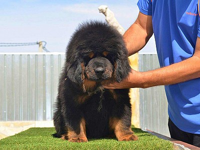 Conozca dogo11