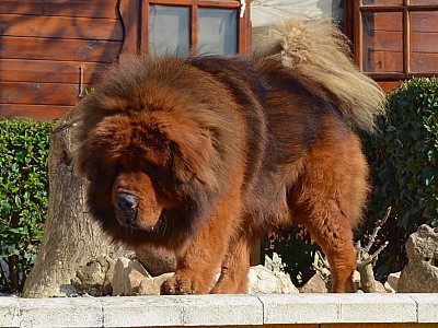 Conozca dogo12