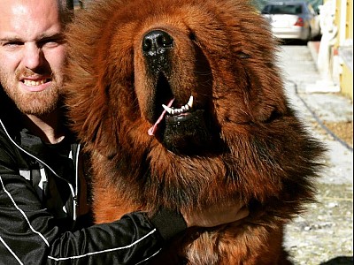 Conozca dogo13