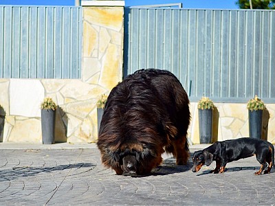 Conozca dogo15
