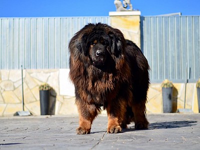 Conozca dogo16