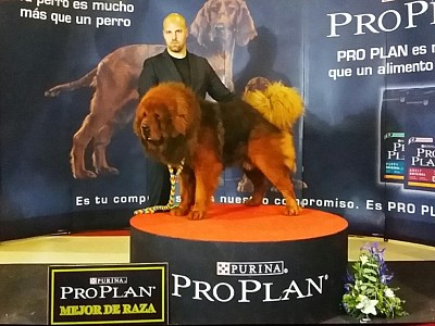 Conozca dogo17