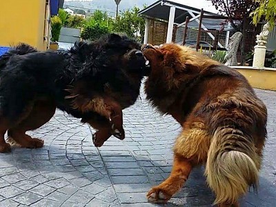 Conozca dogo18