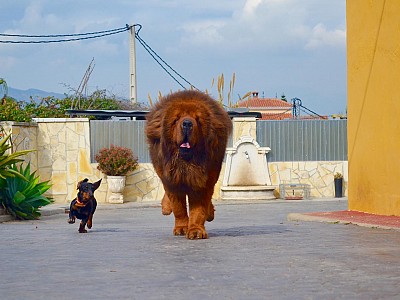 Conozca dogo19